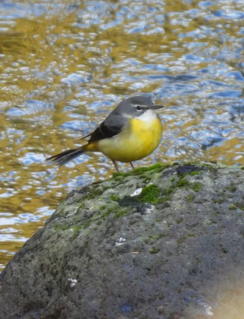 野鳥の写真