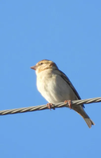 野鳥の写真