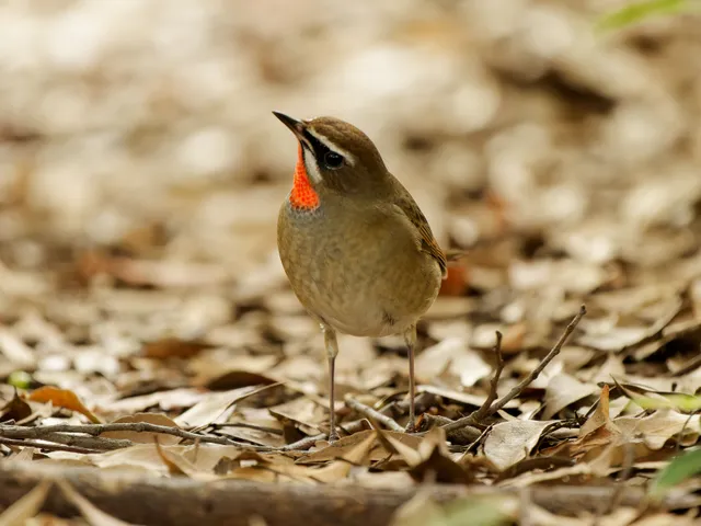 Species Image