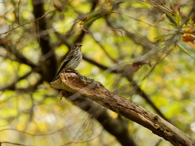 Species Image