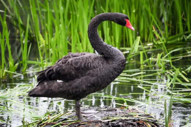 Species Image