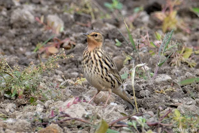 Species Image
