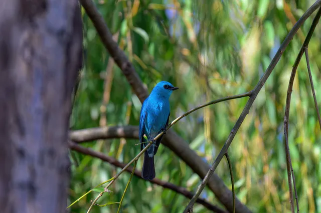 Species Image