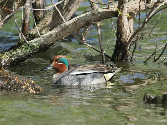 Species Image