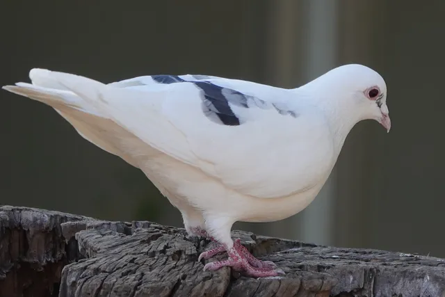 Species Image