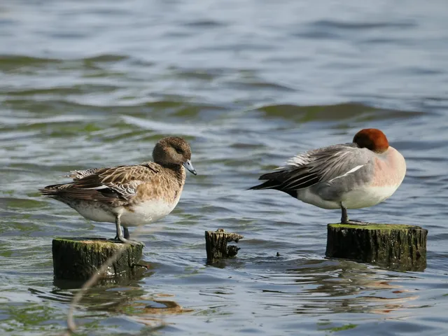 Species Image