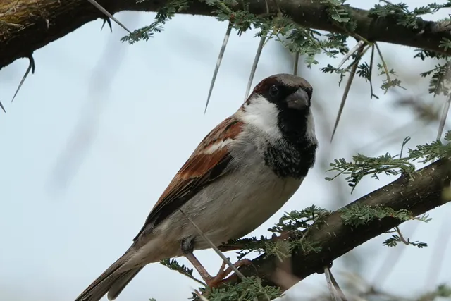 野鳥の写真