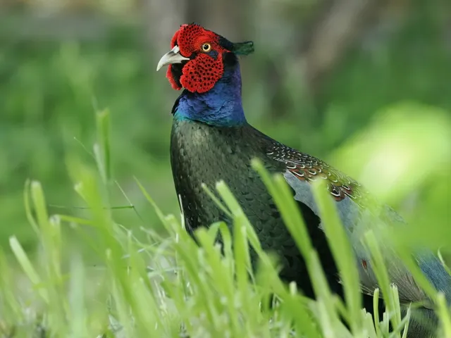 Species Image