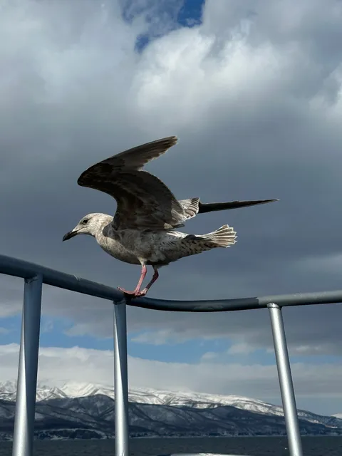 Species Image