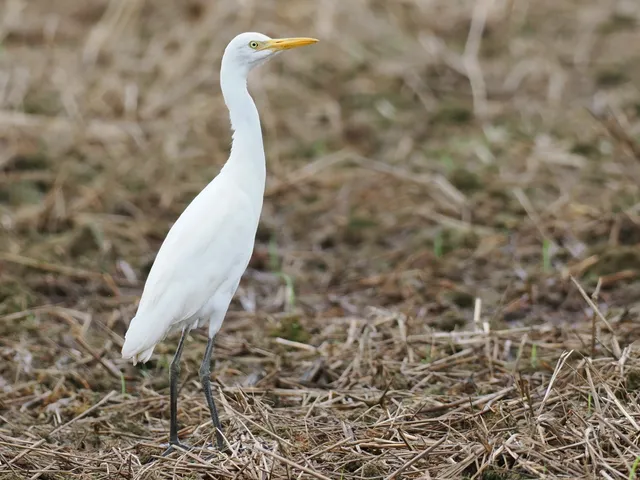 Species Image