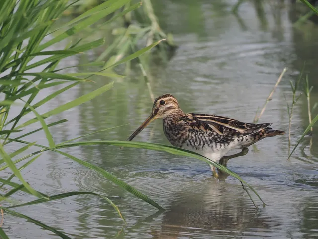 Species Image