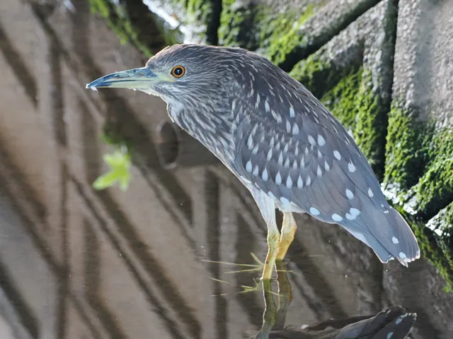 Species Image