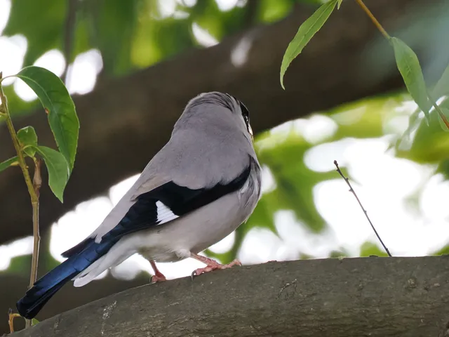Species Image