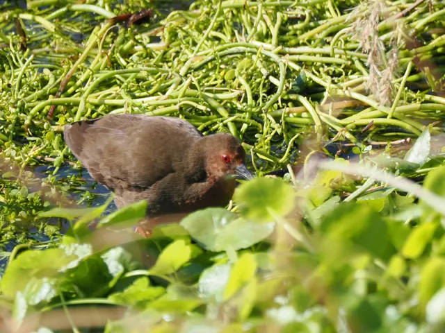 Species Image