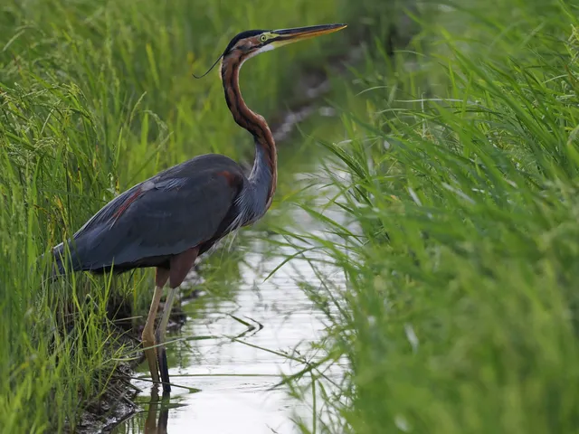 Species Image