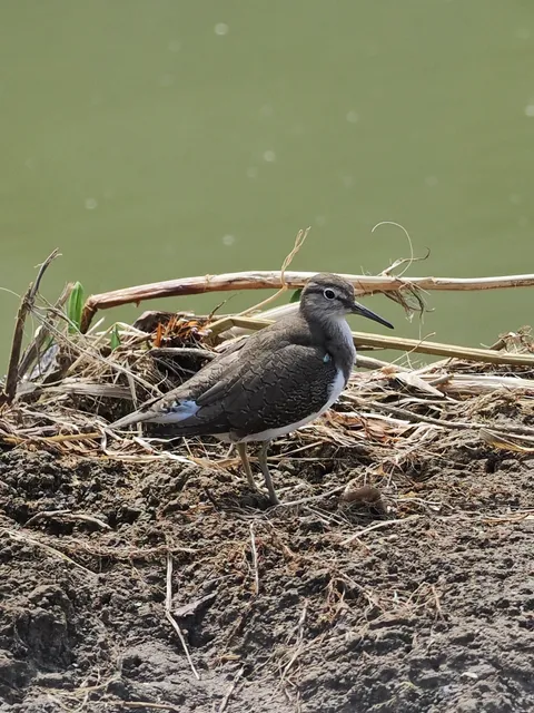 Species Image
