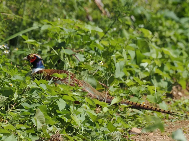 Species Image