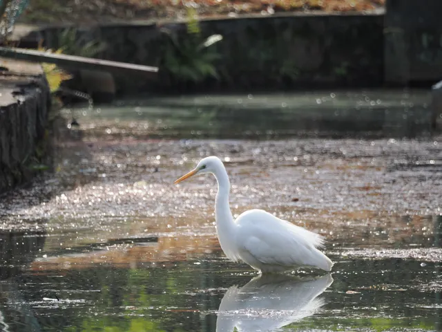 Species Image