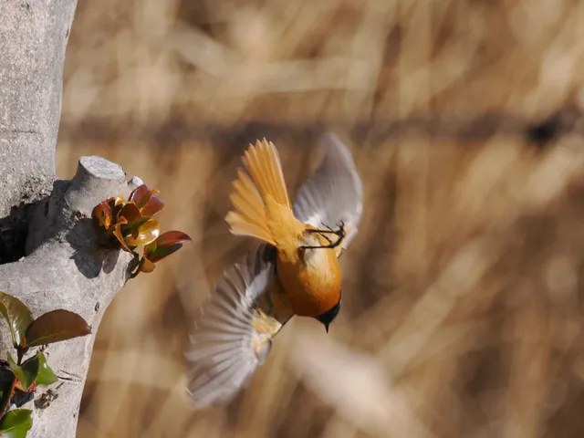 Species Image