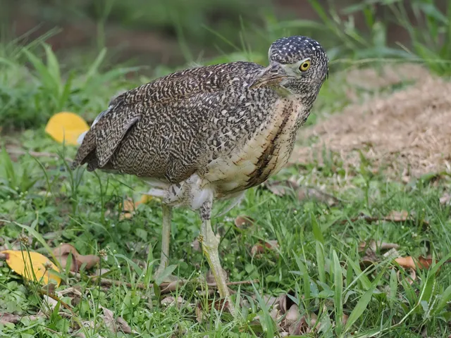 Species Image