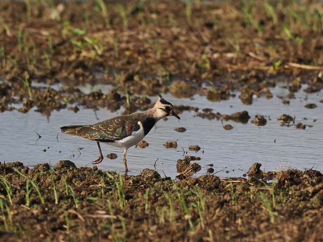 Species Image