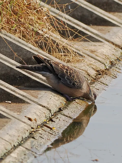 Species Image