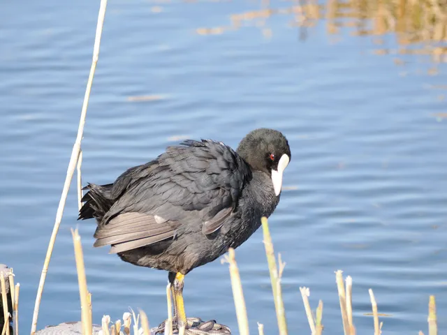 Species Image