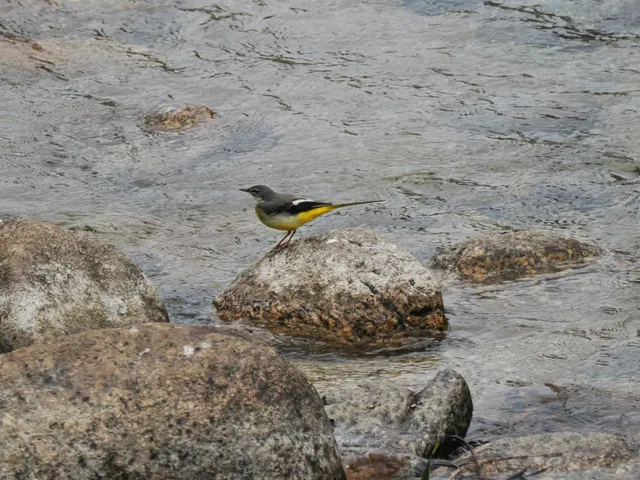 Species Image