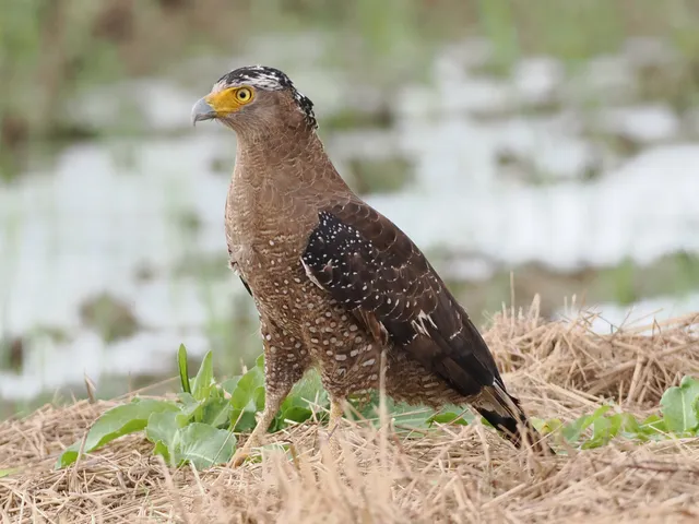 Species Image