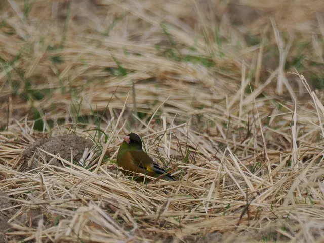 Species Image