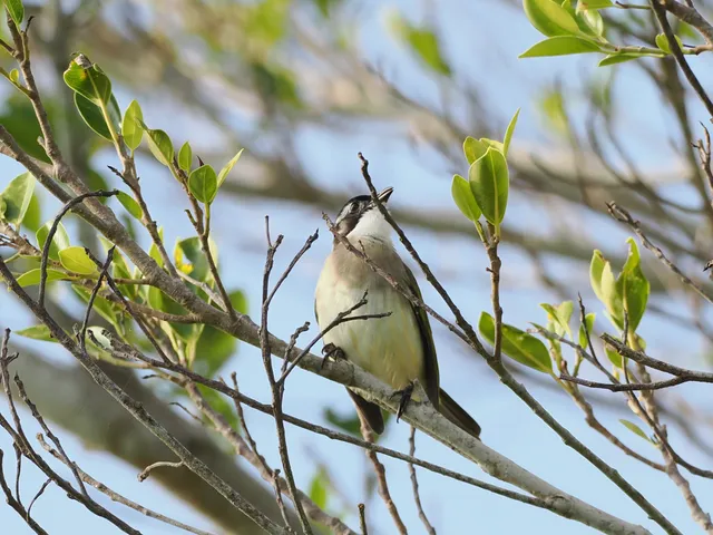 野鳥の写真