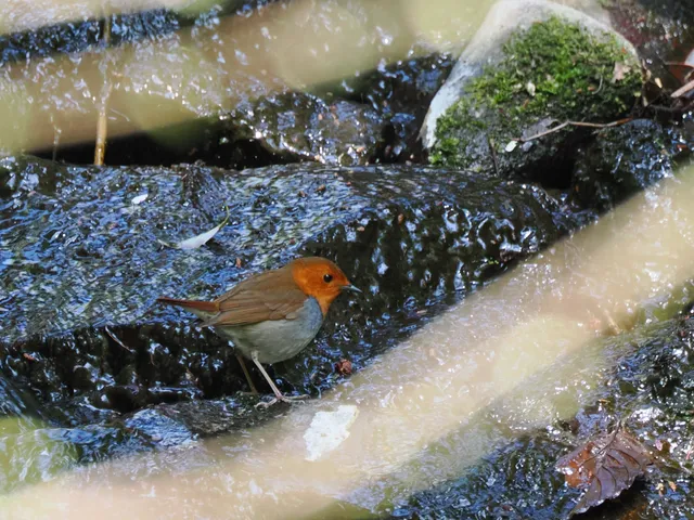 Species Image