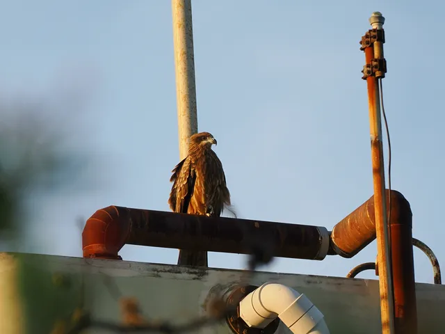 Species Image