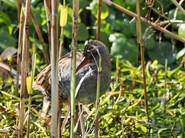 Species Image