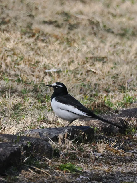 Species Image