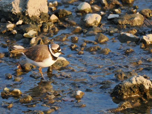 Species Image