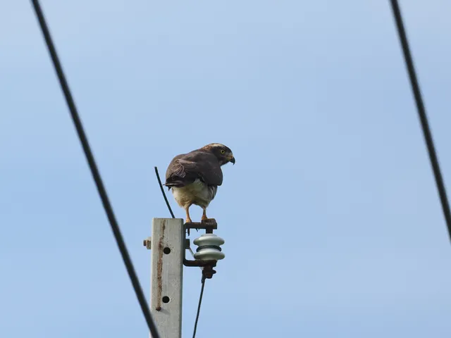 Species Image