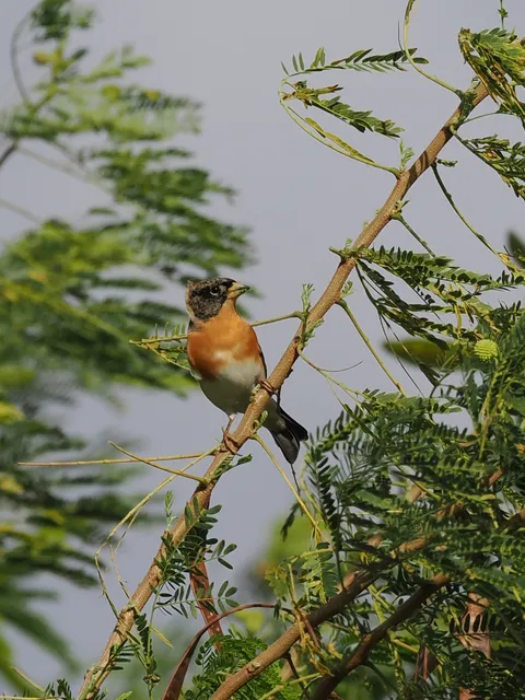 Species Image