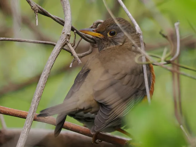 Species Image