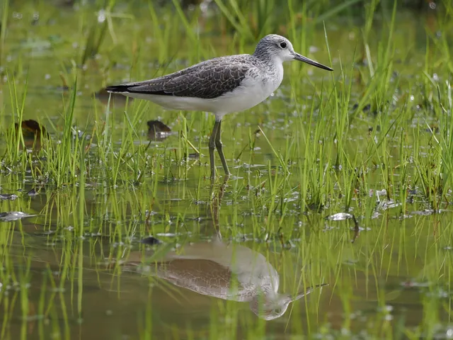 Species Image