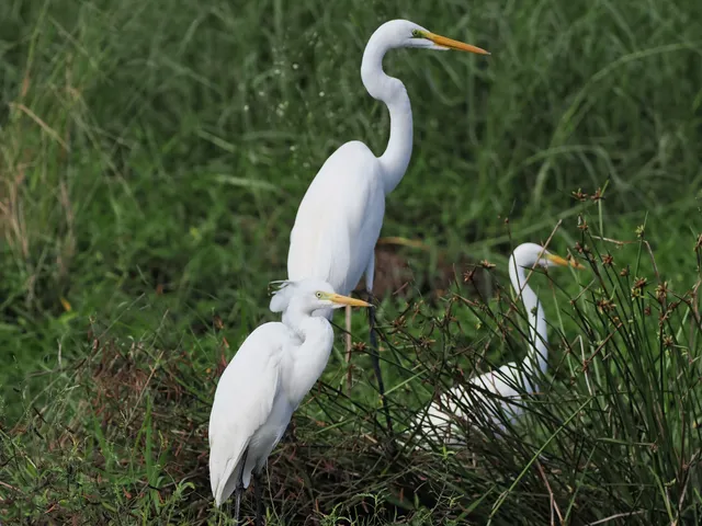 Species Image