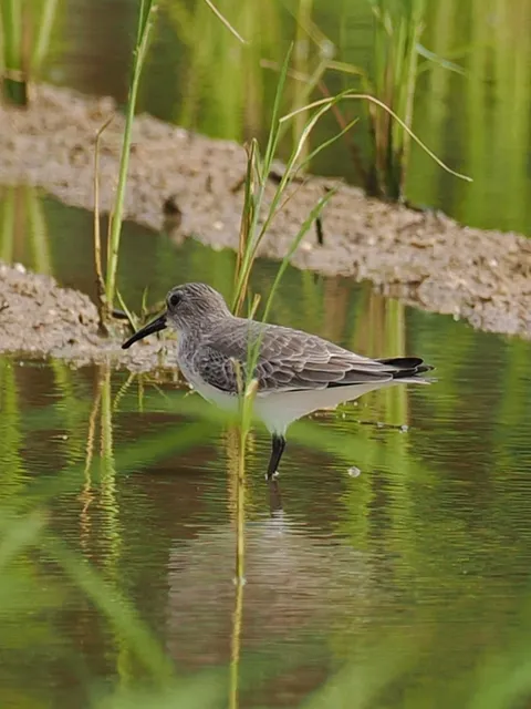 Species Image