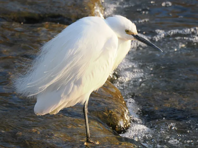 Species Image
