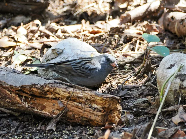 Species Image