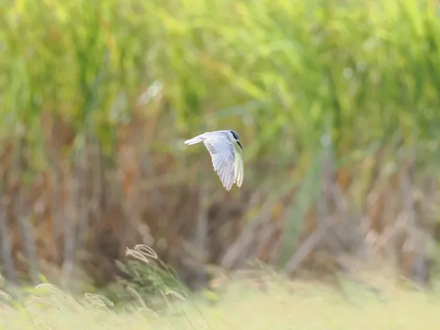 野鳥の写真