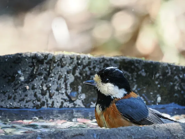 Species Image