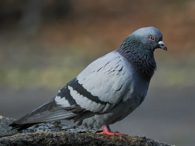 Species Image