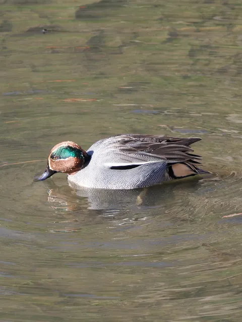 Species Image