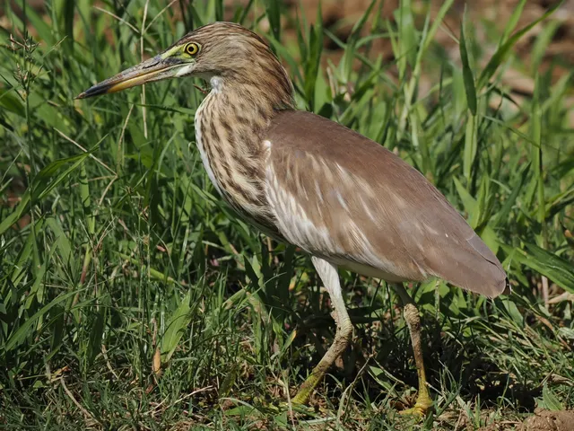 Species Image