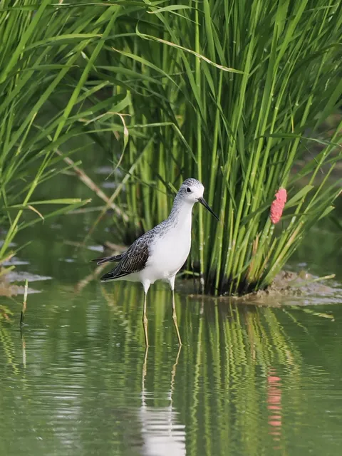 Species Image
